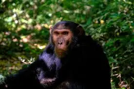 Are humans' hybrids of aliens and chimps? Here's why we struggle to explain our own existence