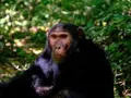 Are humans' hybrids of aliens and chimps? Here's why we struggle to explain our own existence
