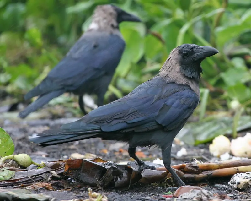 Science reveals the biology of grudge
