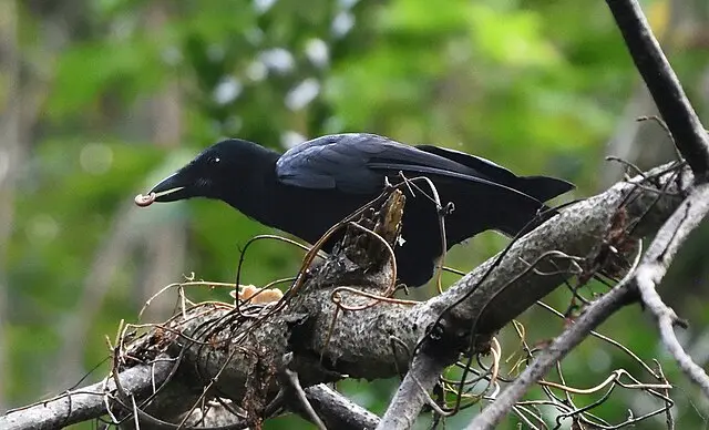 Other birds with similar behaviour