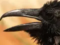 Why upsetting a crow could haunt you for decades, the science of bird revenge