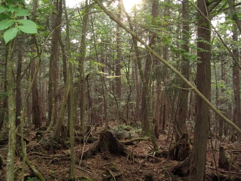 Aokigahara Forest, Japan