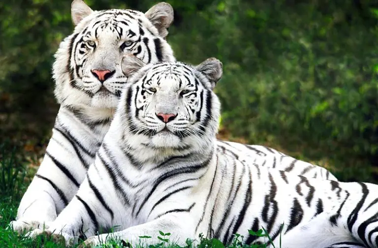 6 Stunning wildlife sanctuaries in India that are must visit destinations