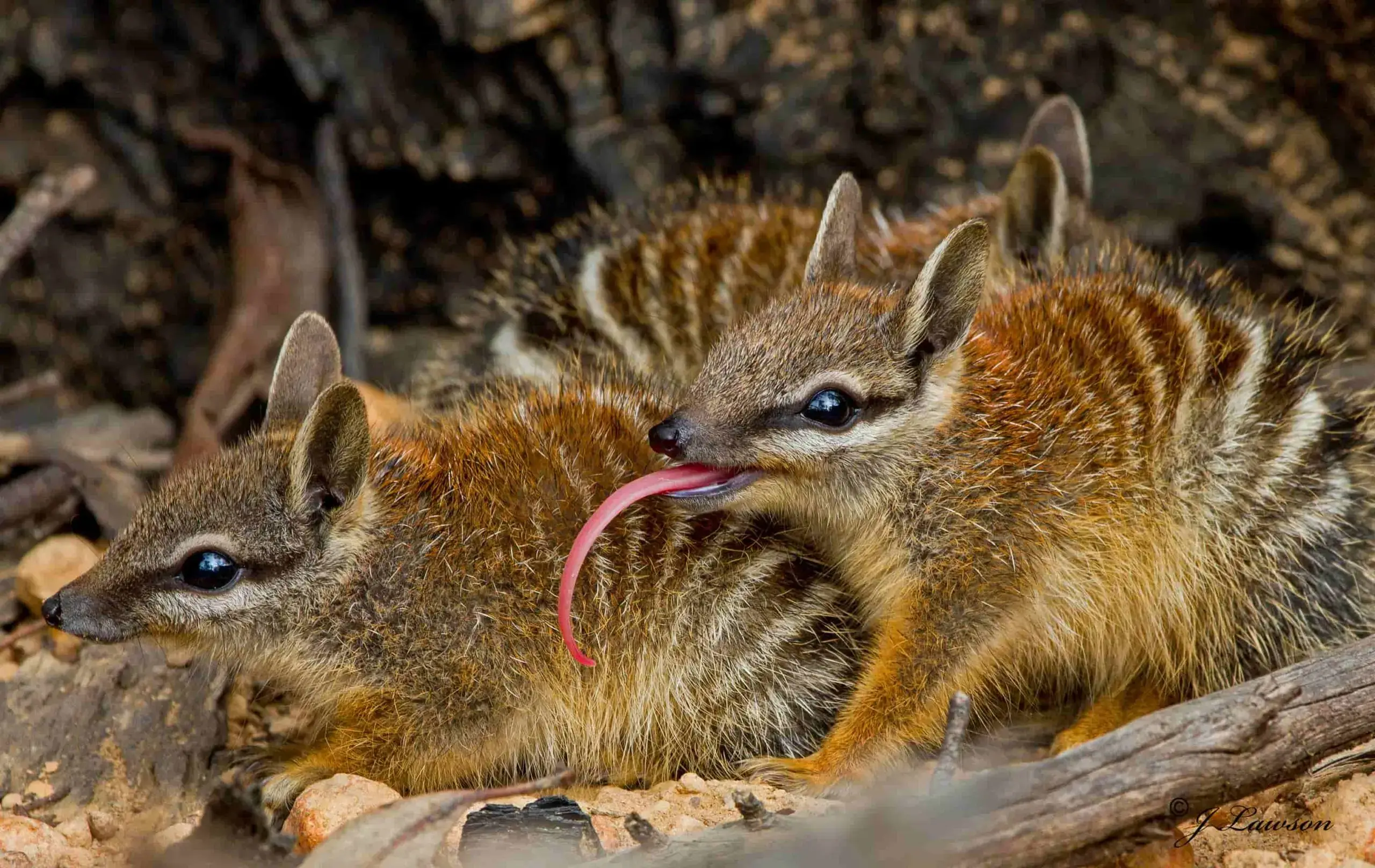 Wary Numbat