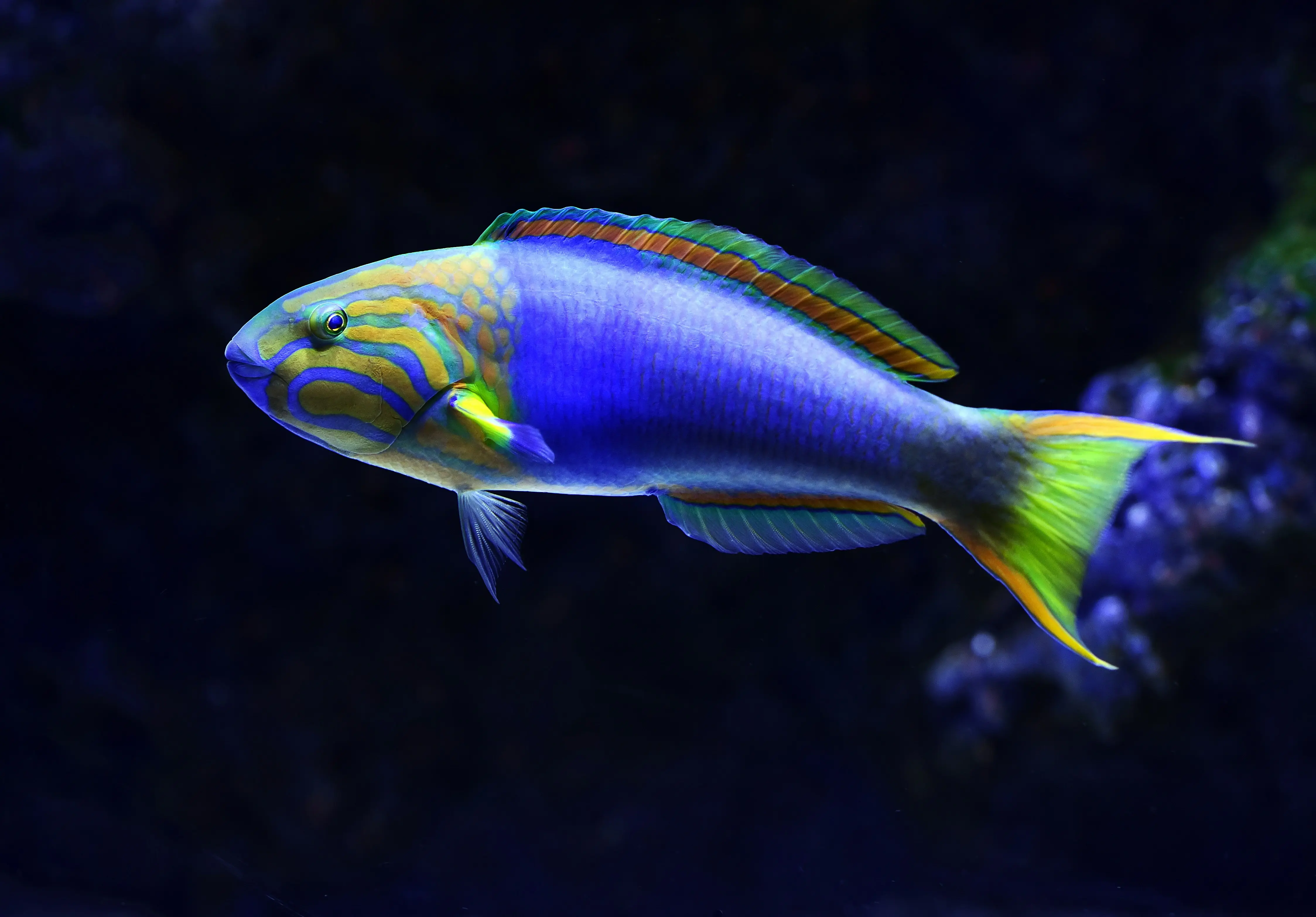 Wrasse