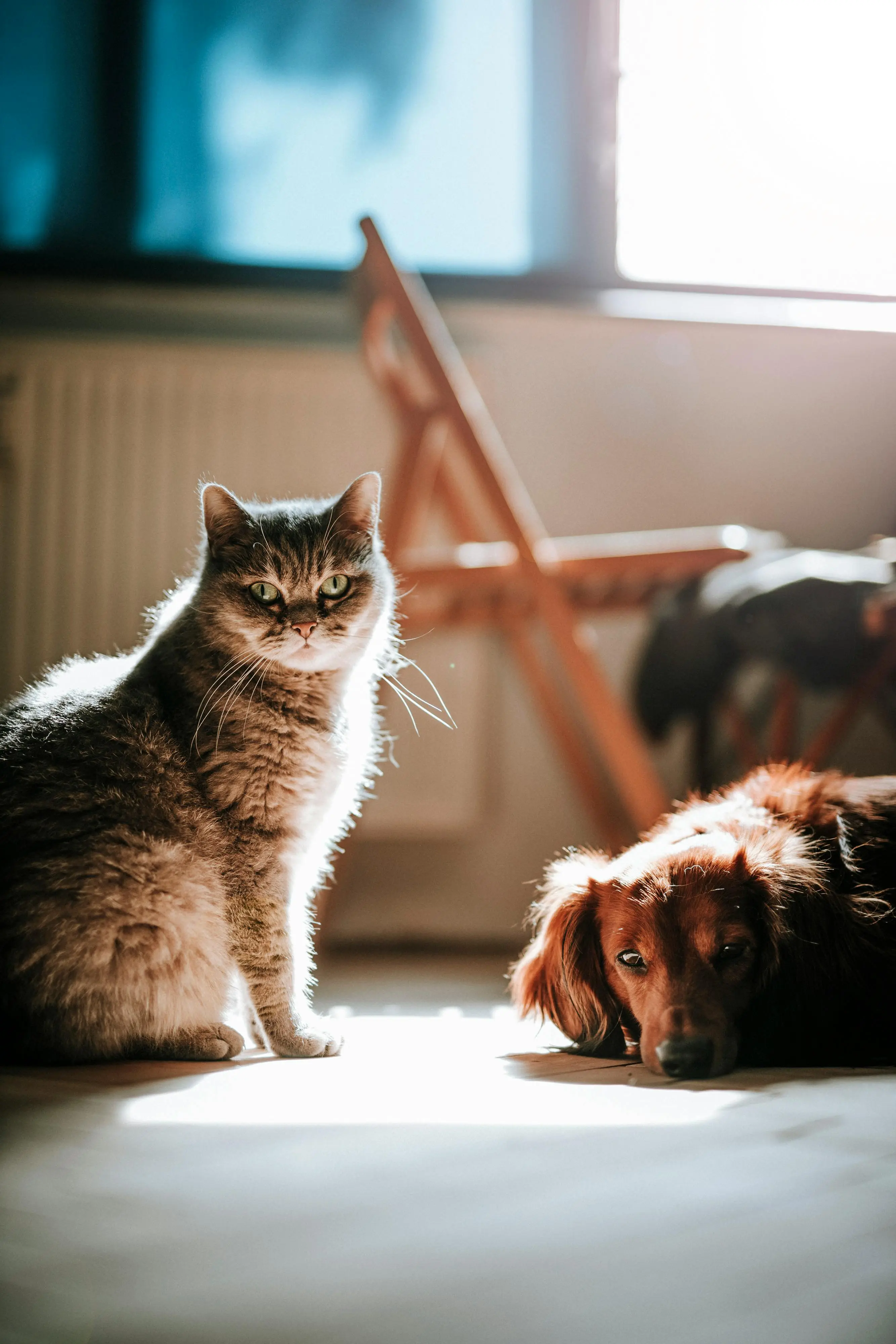 Wines to treat anxiety and stress in your pet dogs and cats are a reality now. Are you 'hicc'up for it?