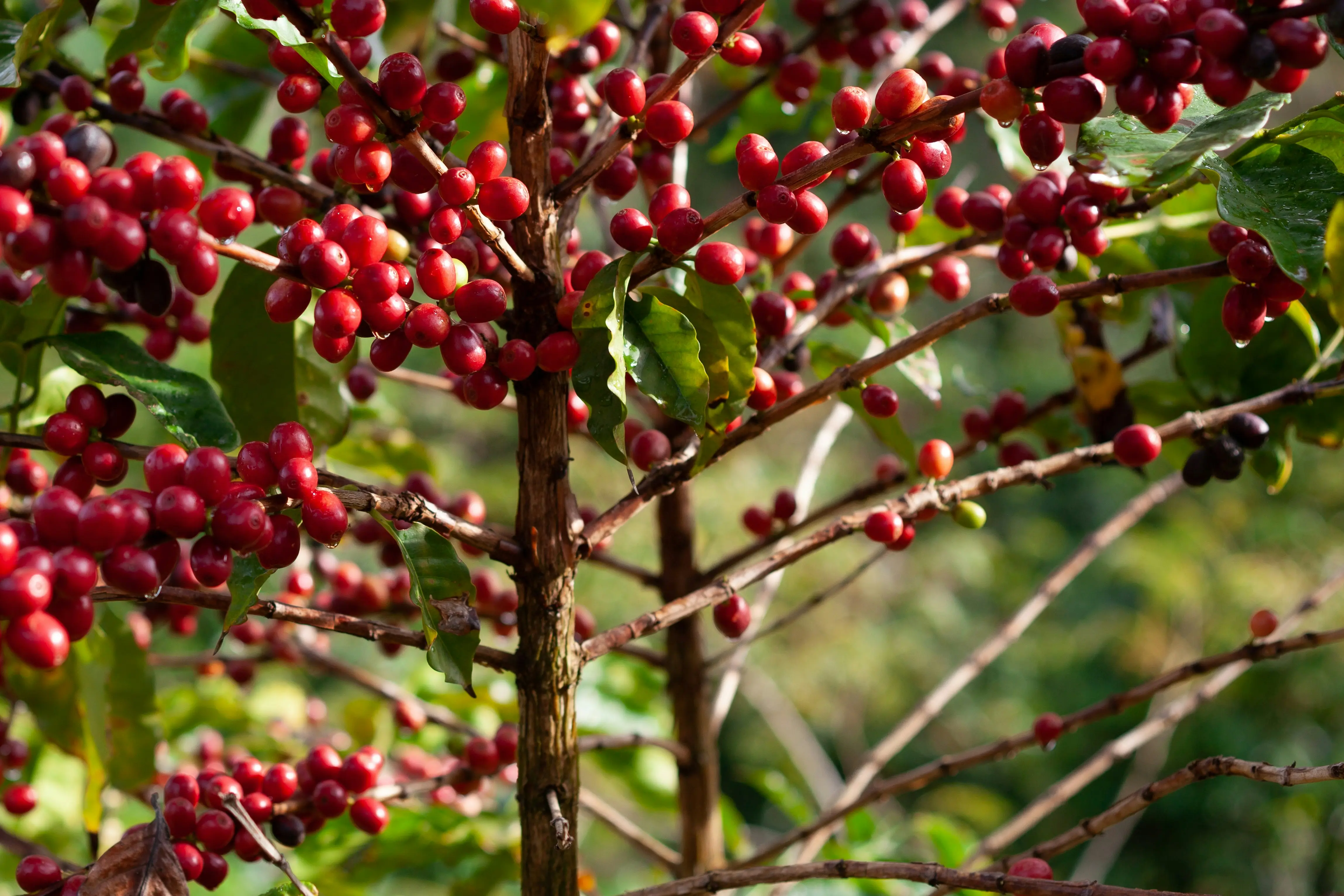 4. Indonesia