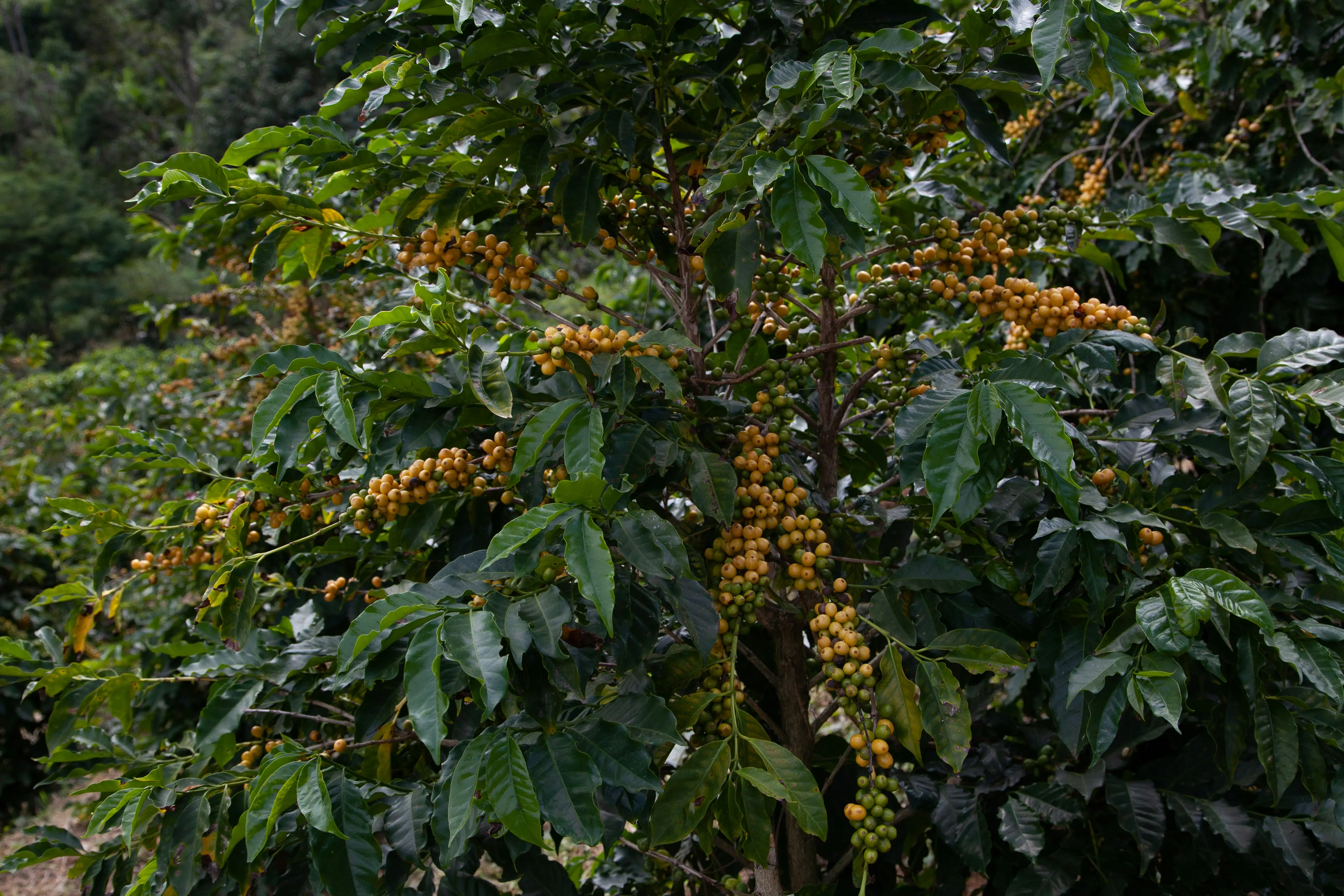 2. Vietnam