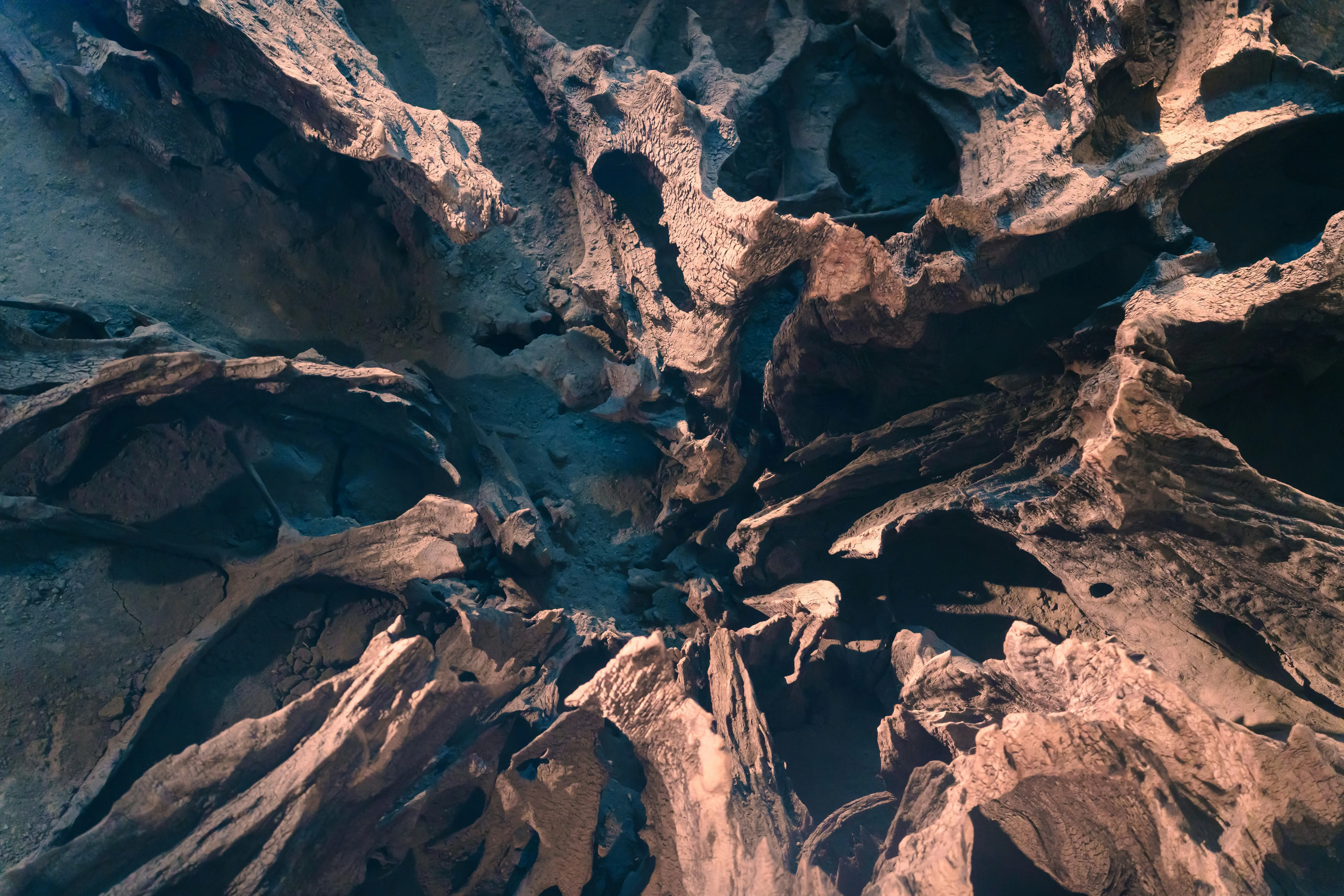 385-million-year-old tree roots stretching 36 feet in New York reveal how life on Earth evolved