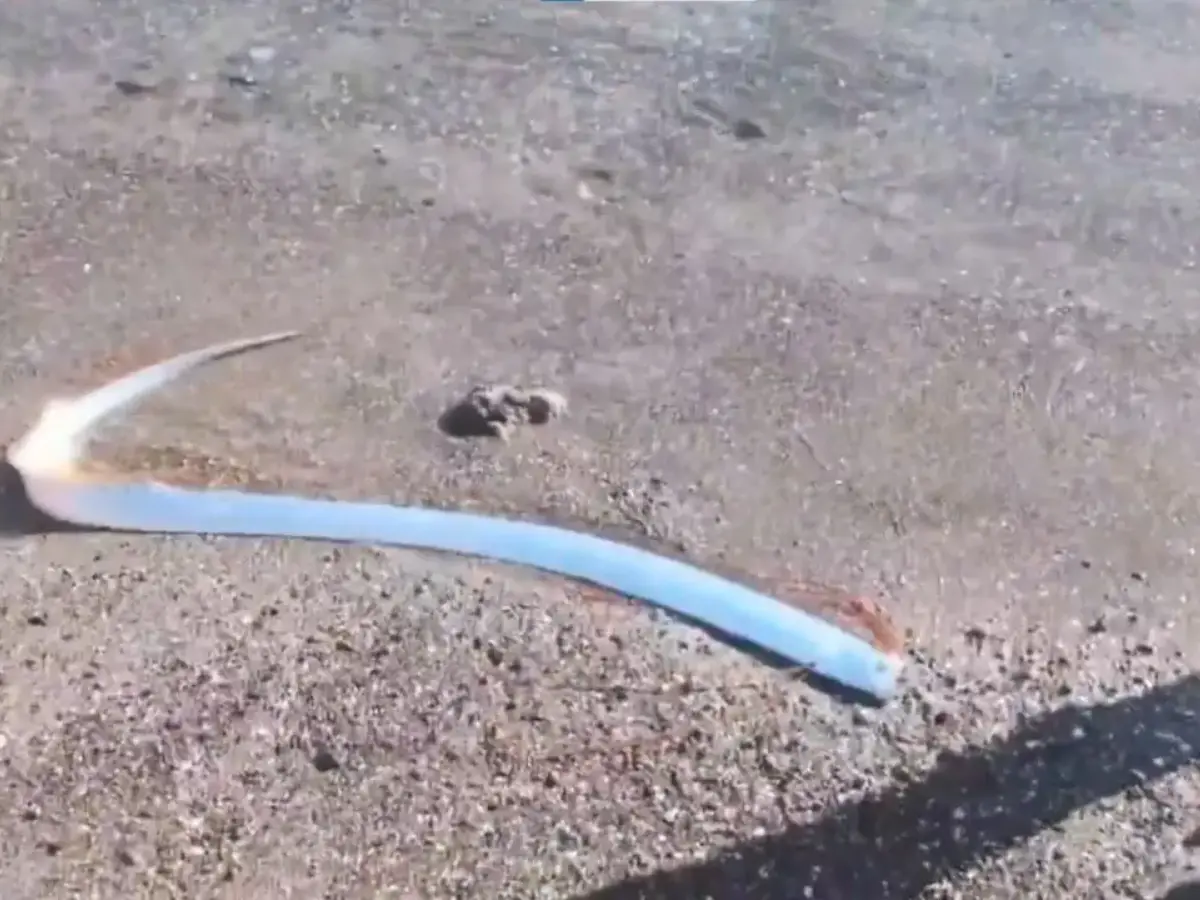 Doomsday fish in Baja, Mexico