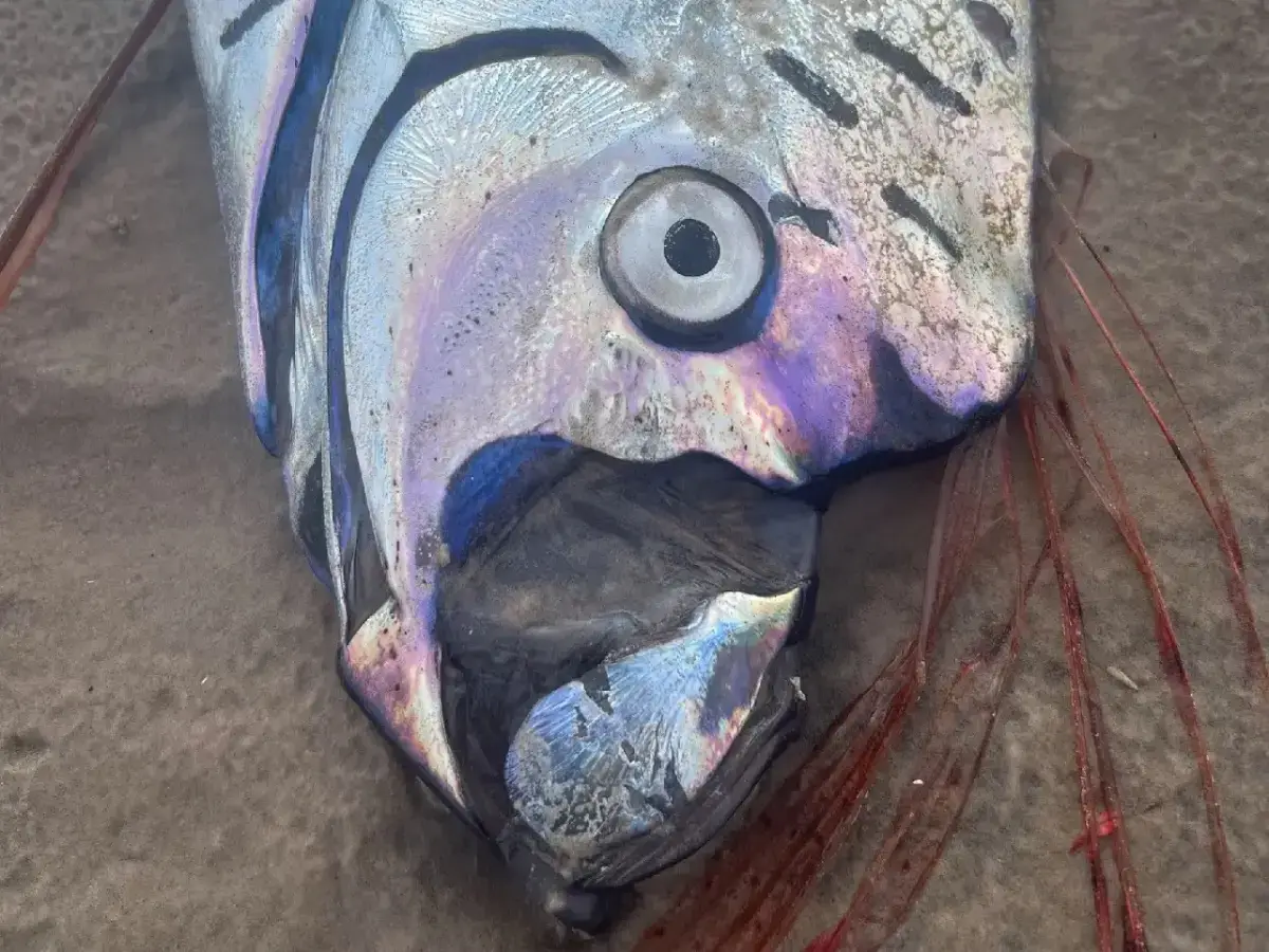 Doomsday fish in Tasmania, Australia