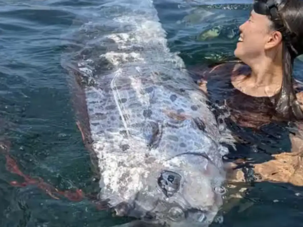What is doomsday fish?