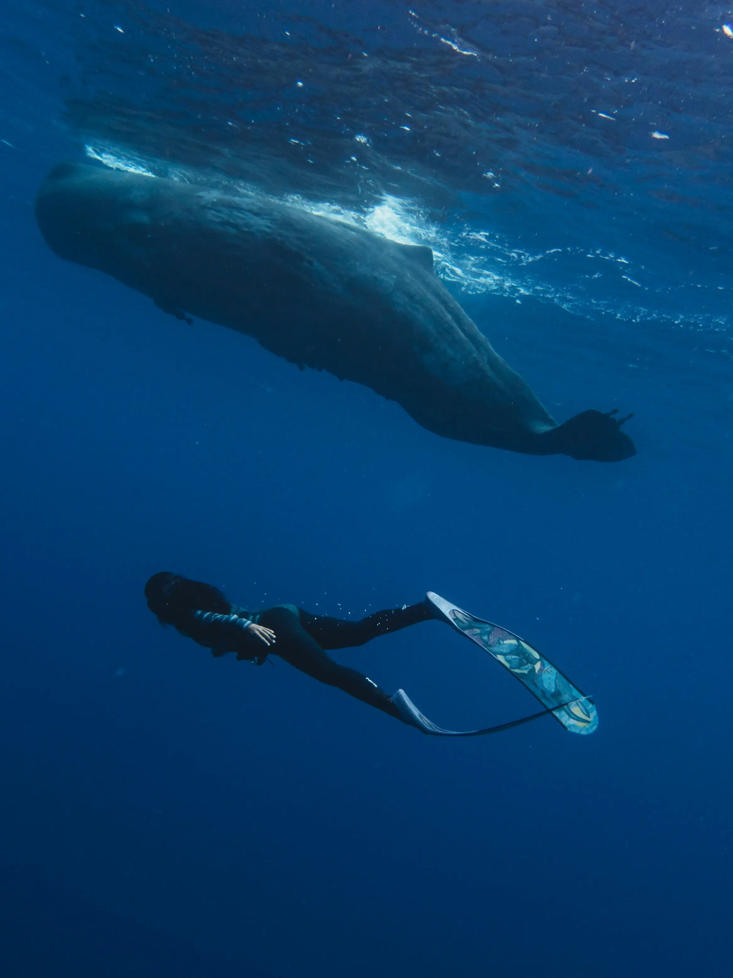 How sperm whales ram without breaking their skulls? A ploy for female attention