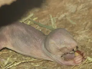 'You won’t believe they exist': 6 animals that can survive without oxygen