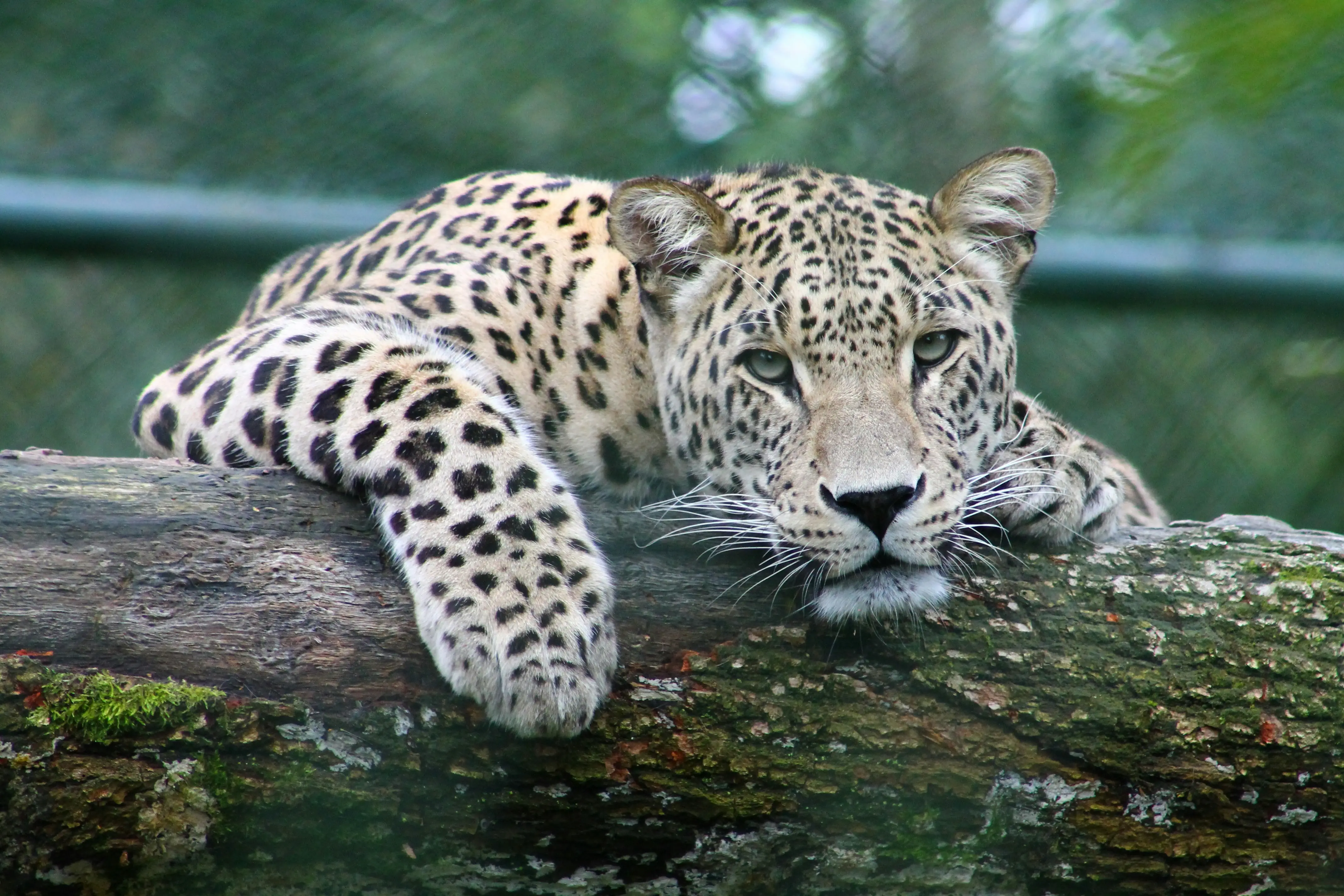 Amur Leopard – Russian Far East