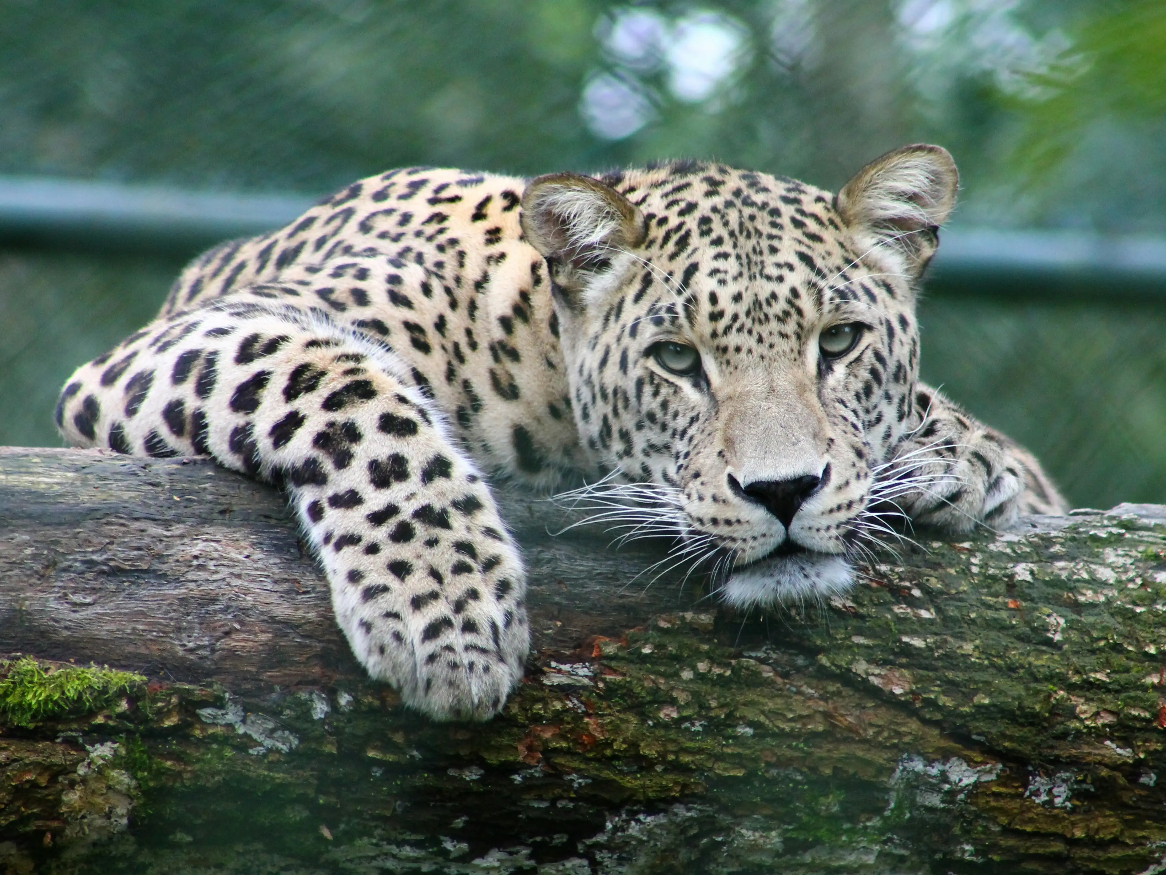 From a leopard skin seizure to a wider probe: What we know so far From a leopard skin seizure to a wider probe: What we know so far
