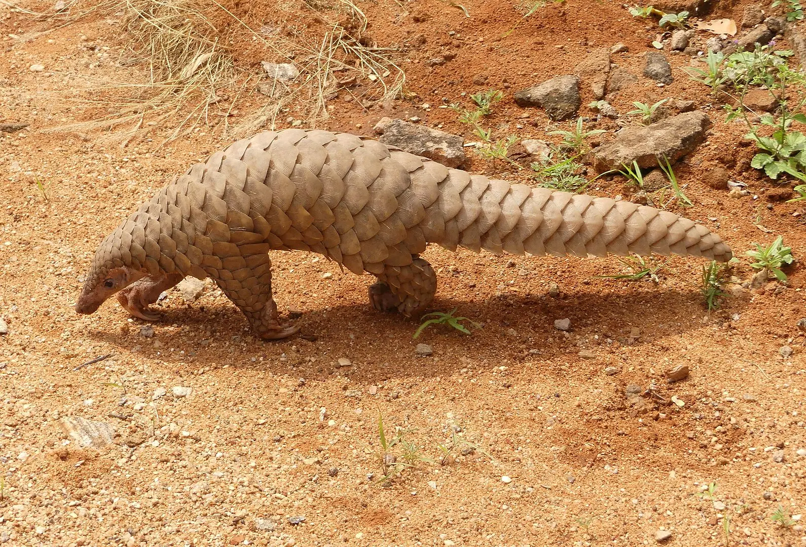 From Leopards to turtles: 6 wild animals you might never see again