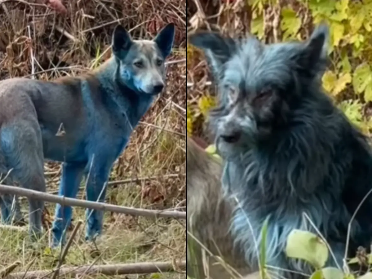 Dogs in Chernobyl have suddenly turned blue, and no, it is not because of radiation