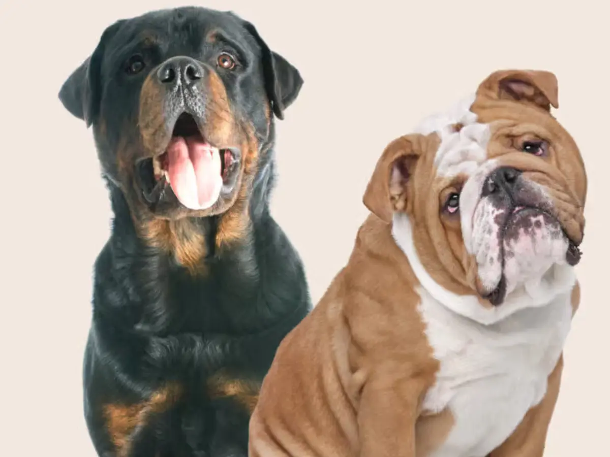 THIS India city bans six dog breeds, tightens pet ownership rules. Deets inside THIS India city bans six dog breeds, tightens pet ownership rules. Deets inside