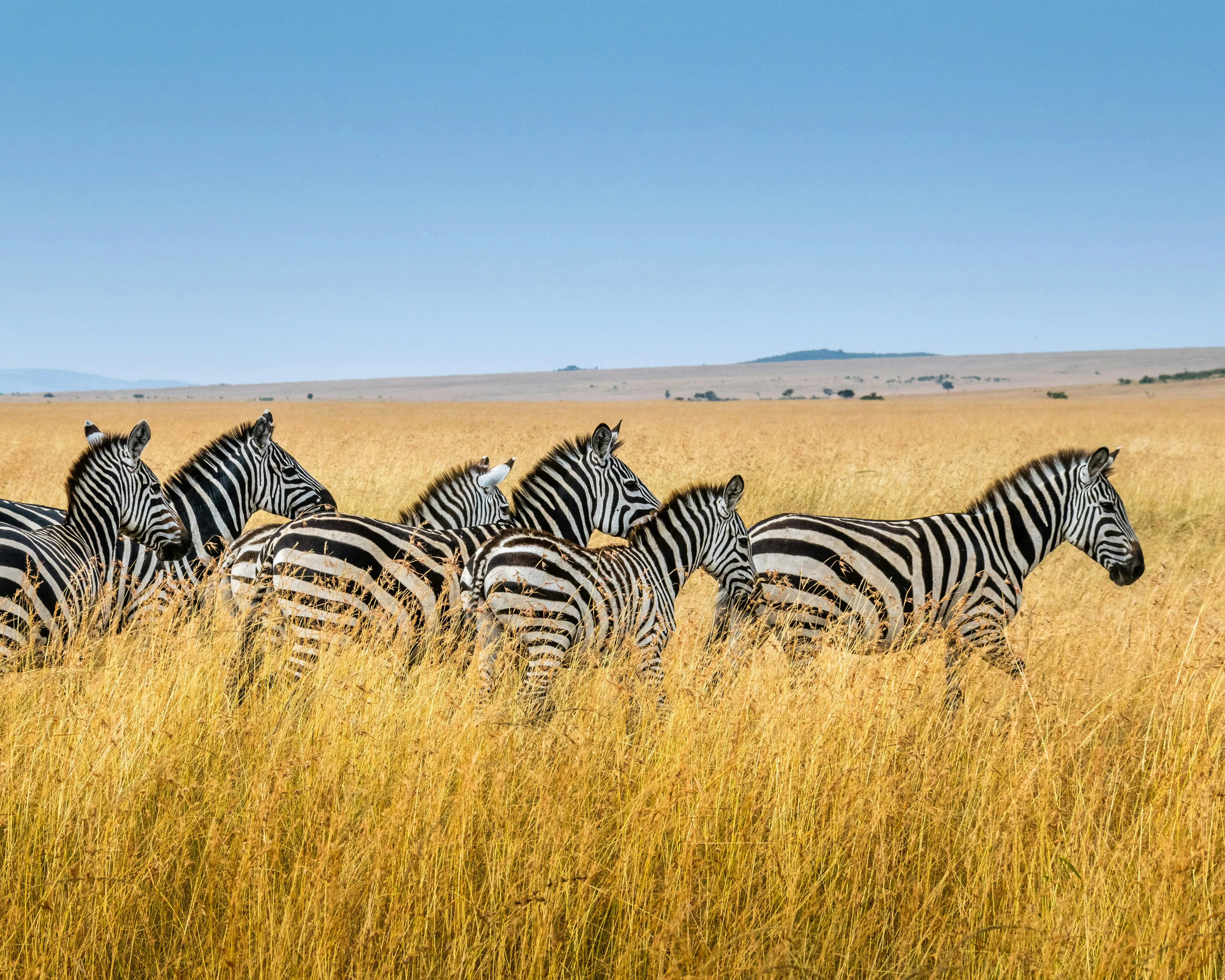 How does the loss of forests affect the way wildlife lives and moves?