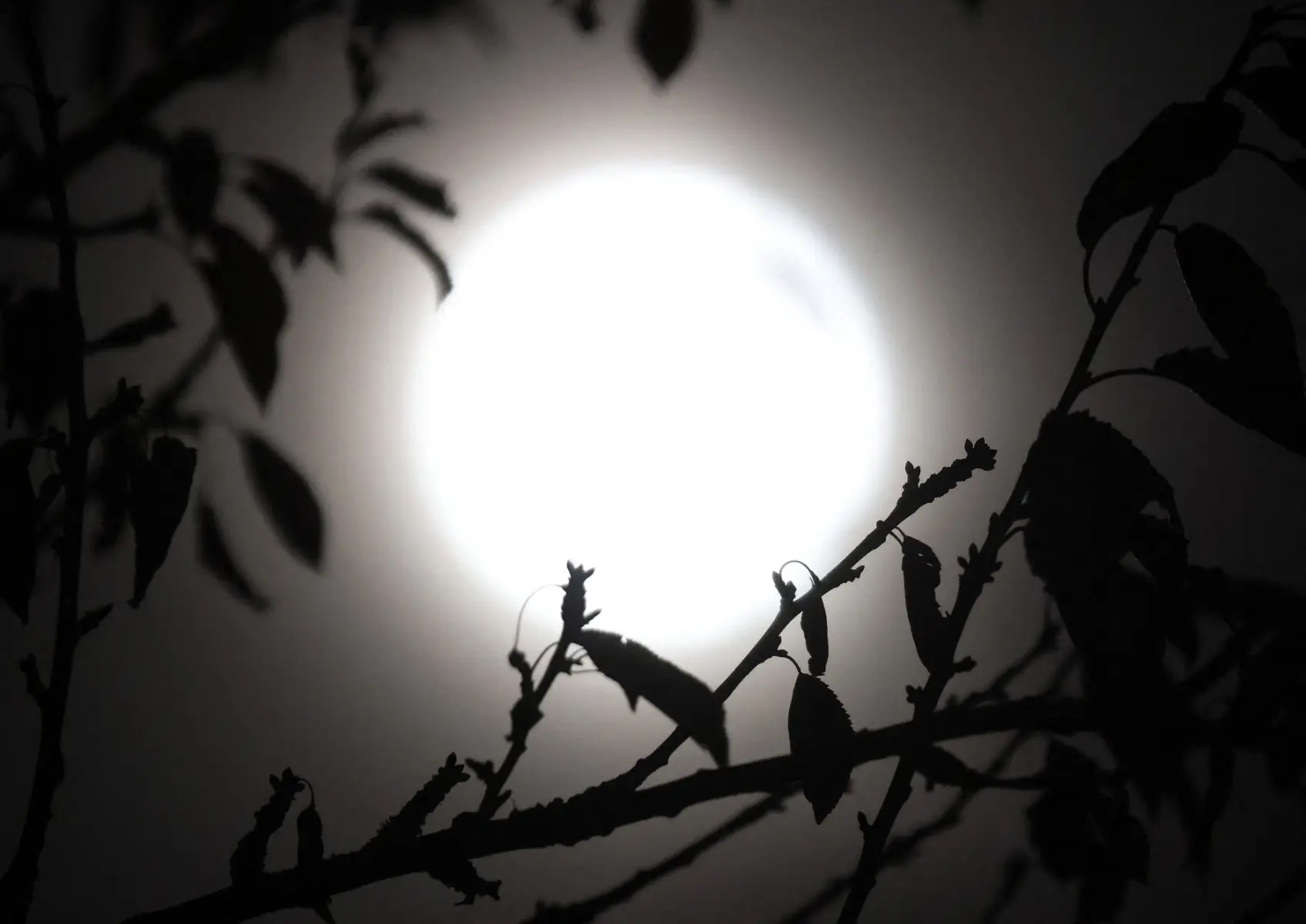November Supermoon 2025: How and when to see Beaver Moon, the biggest full moon in 6 years