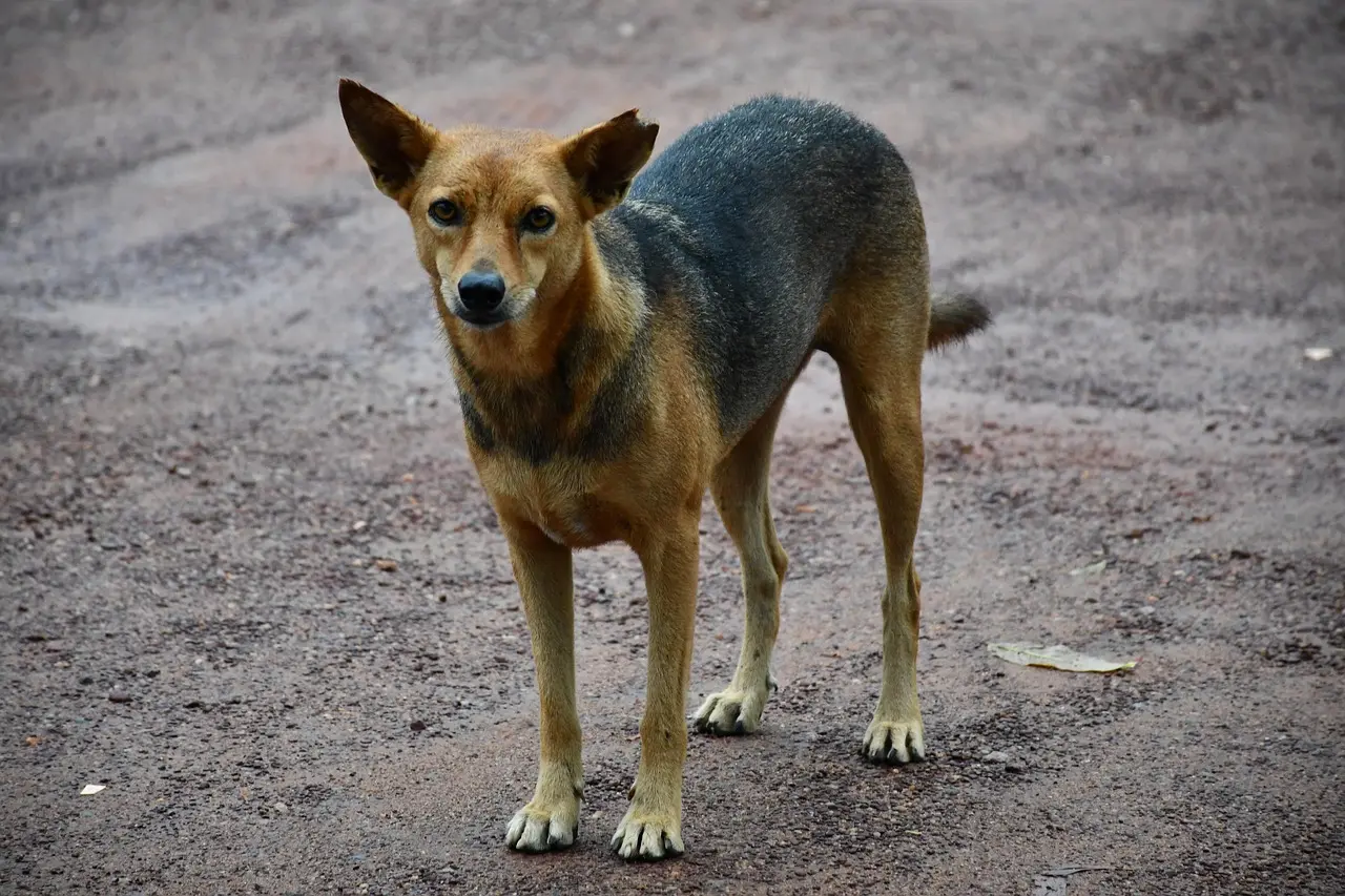 Supreme Court orders removal of all stray animals from Indian highways, says 'fence govt institutions' to avoid dog bites