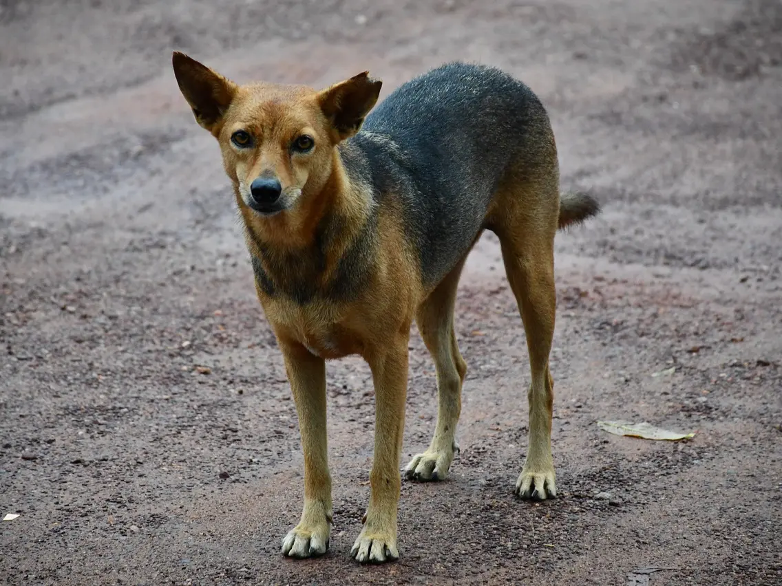 Supreme Court orders removal of all stray animals from Indian highways, says 'fence govt institutions' to avoid dog bites Supreme Court orders removal of all stray animals from Indian highways, says 'fence govt institutions' to avoid dog bites