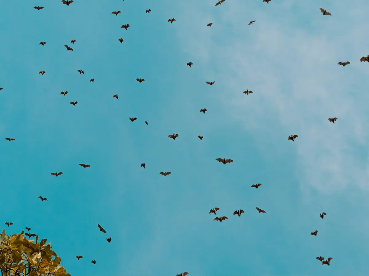 Rabid bats take over Los Angeles as officials issue warning - THIS region is the hotspot