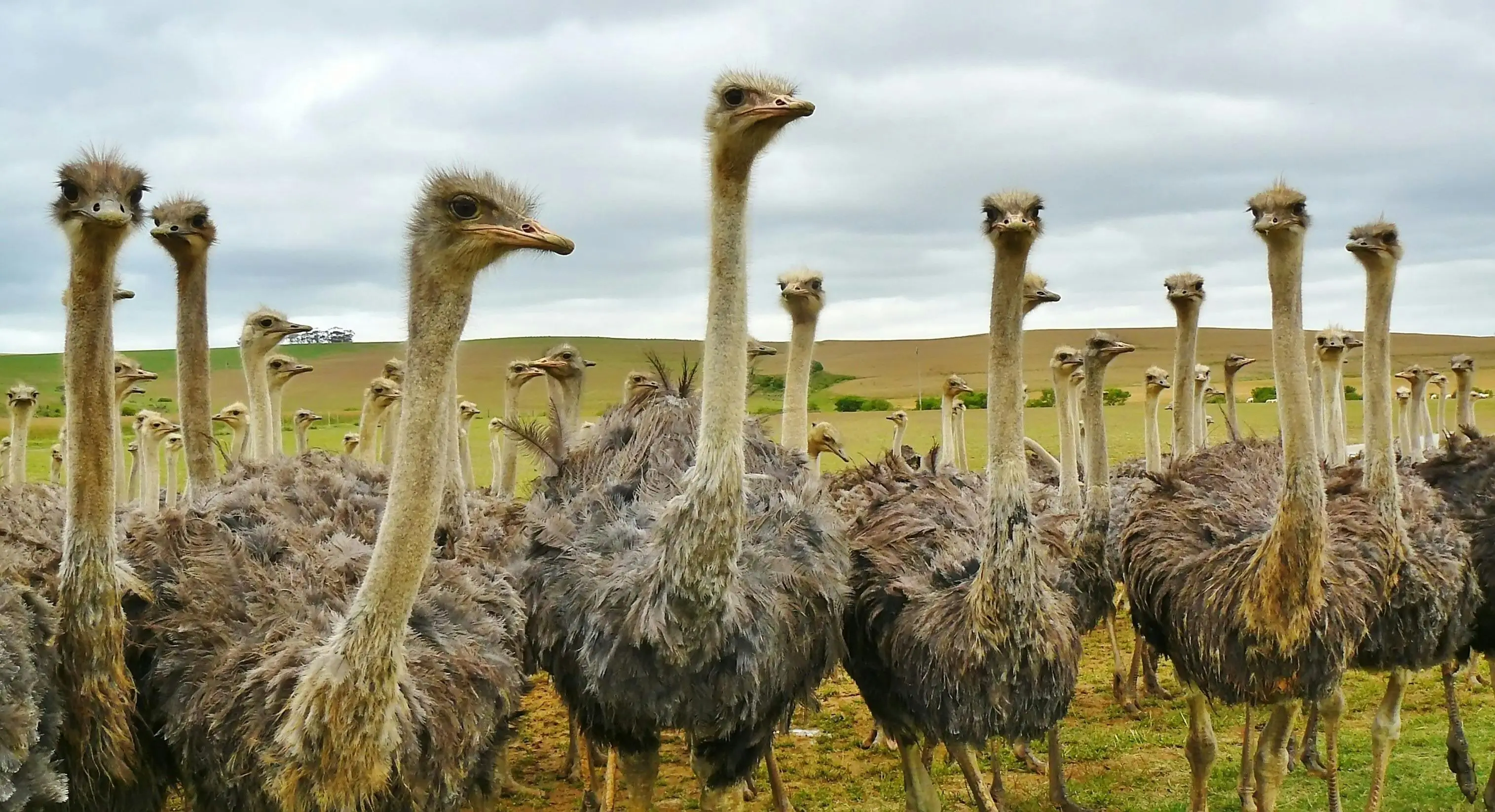 314 ostriches shot dead on Canadian farm - Owner puts forward COVID-19 and H1N1 conspiracy theory