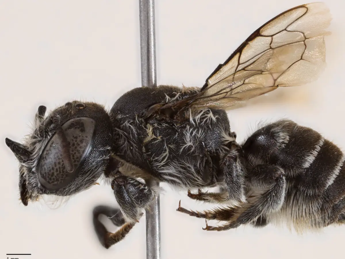 Meet the newest female devil in town, a bee named Lucifer with spiked horns Meet the newest female devil in town, a bee named Lucifer with spiked horns