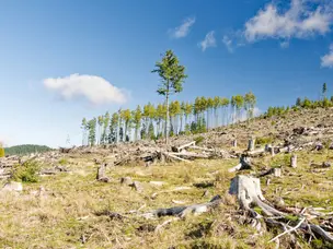 How to fix it?: 5 environmental impacts of gold mining