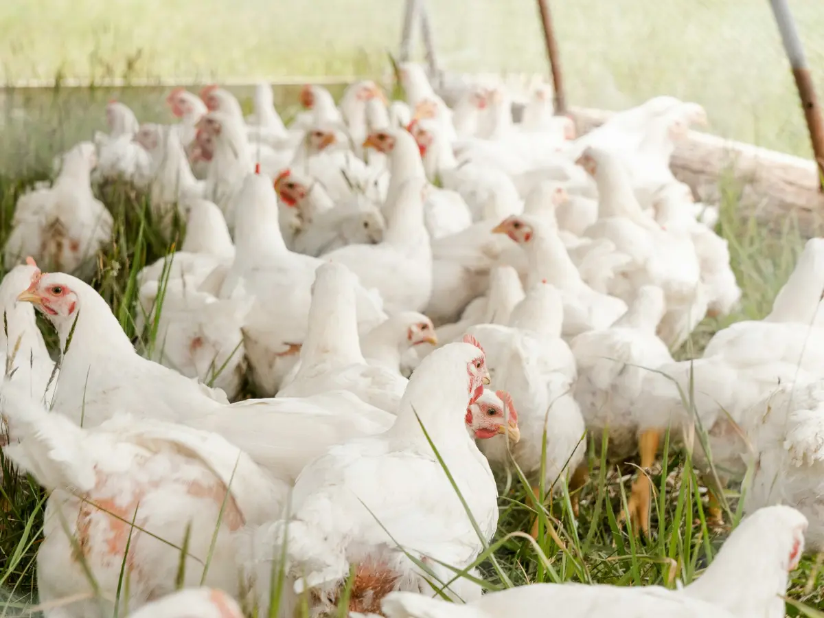 Symptoms of bird flu strain detected in a human