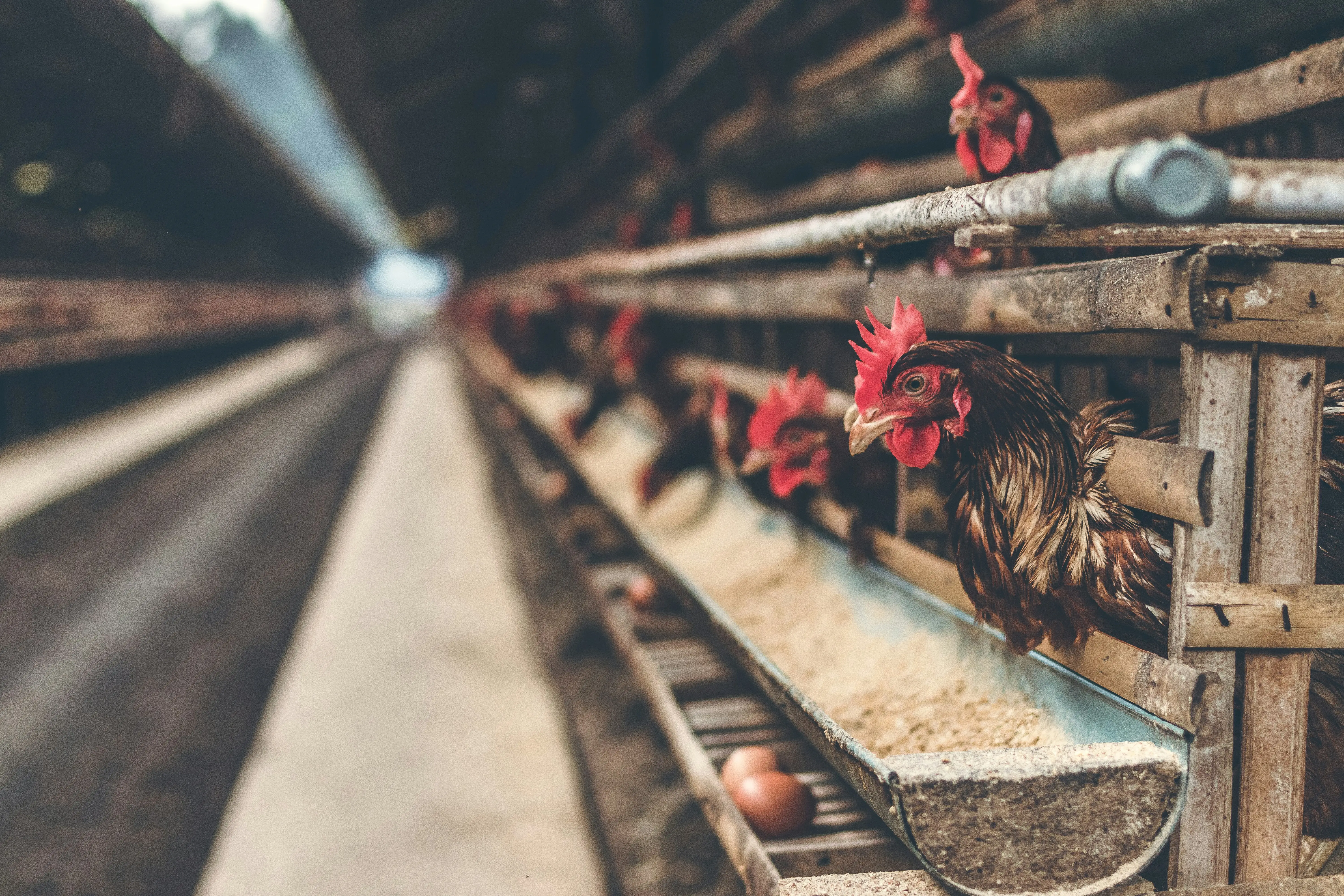 How likely are humans to contract bird flu?