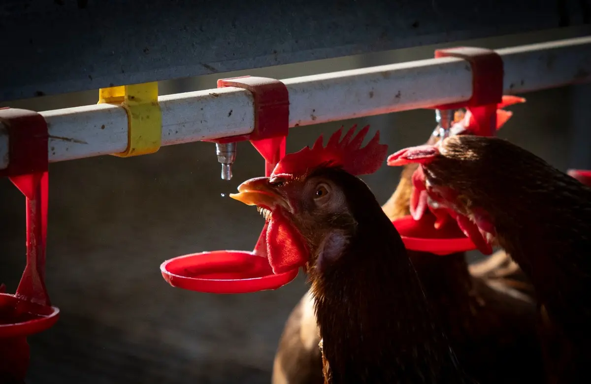 Bird flu cases in US