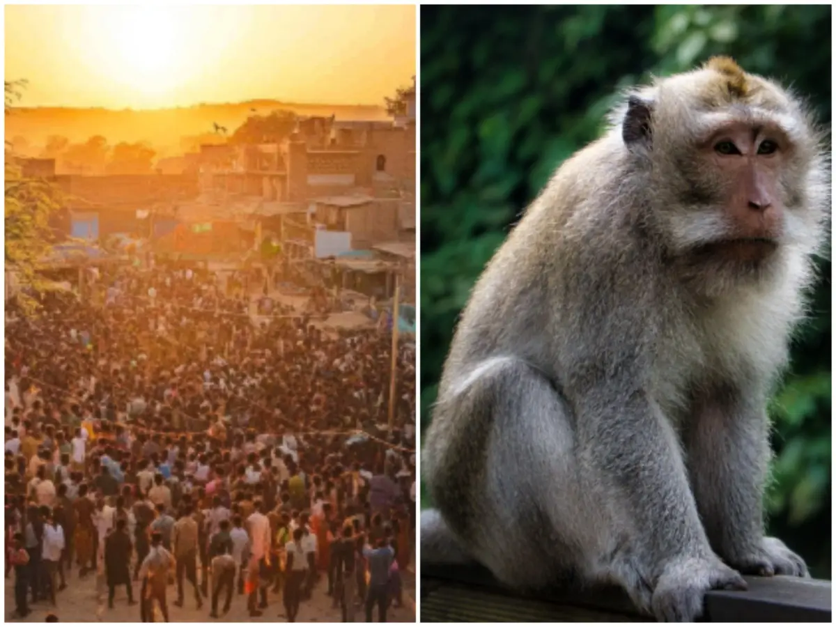 Hanuman’s incarnation? Over 4,000 villagers hold funeral feast for monkey in MP, human-style full rituals performed Hanuman’s incarnation? Over 4,000 villagers hold funeral feast for monkey in MP, human-style full rituals performed