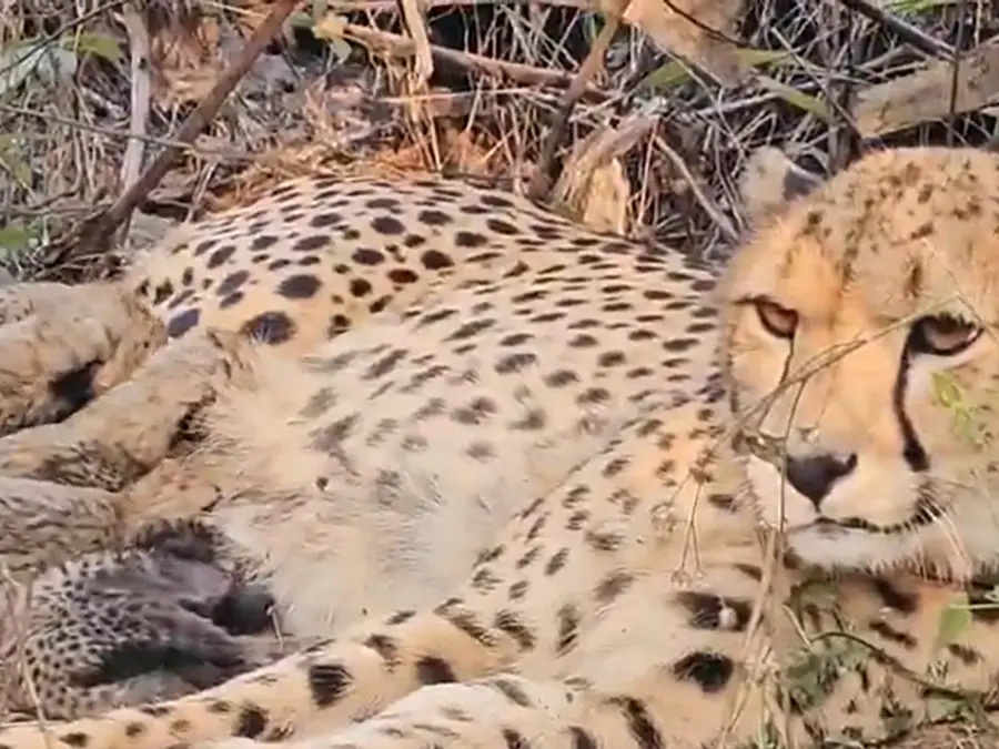 WATCH: India’s first home-born cheetah mom! Mukhi gives birth to 5 cubs at Kuno National Park in MP
