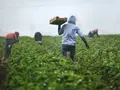 How AI is helping farmers predict disease outbreaks