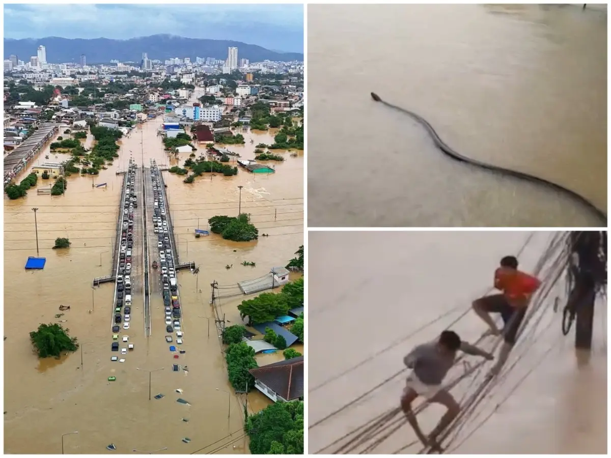 WATCH: People climb lamp poles, snakes slither as 'once in 300 year' rains flood Thailand province; Death toll climbs to 33 WATCH: People climb lamp poles, snakes slither as 'once in 300 year' rains flood Thailand province; Death toll climbs to 33