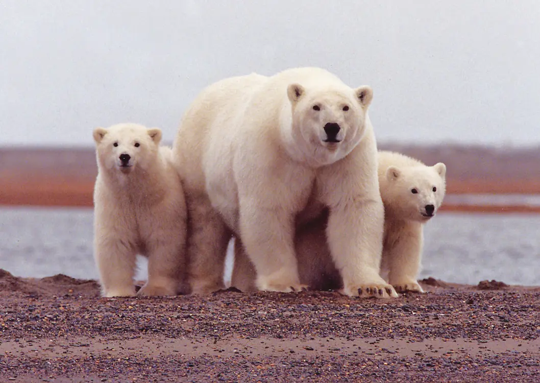 Humans are coming: Arctic resource race to intensify with first US icebreaker in 25 years - Why this scramble?