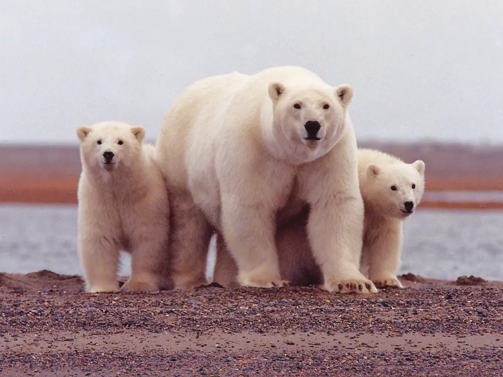 Humans are coming: Arctic resource race to intensify with first US icebreaker in 25 years - Why this scramble? Humans are coming: Arctic resource race to intensify with first US icebreaker in 25 years - Why this scramble?