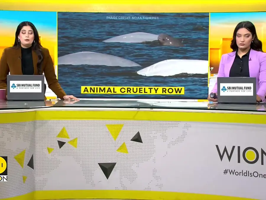 Beluga Whales become pawns in global outrage