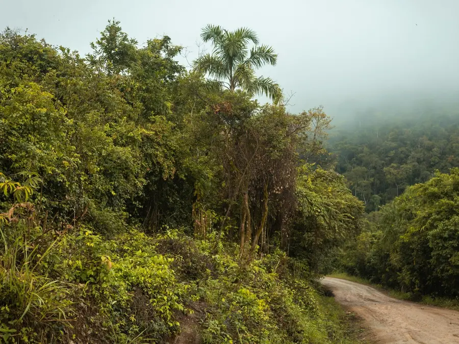'50% of tribal population resides in forest areas': Here's how India looks after its indigenous people