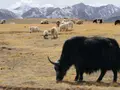 Tibet animal poop containing 'unknown microbes' could be China's new bioweapon — How it can be used and misused