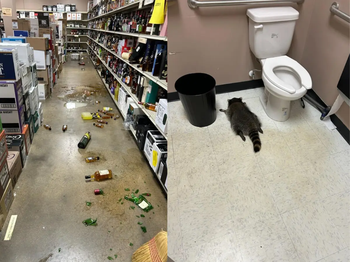 A raccoon’s wild night out as he breaks into liquor store and then passes out in the bathroom A raccoon’s wild night out as he breaks into liquor store and then passes out in the bathroom