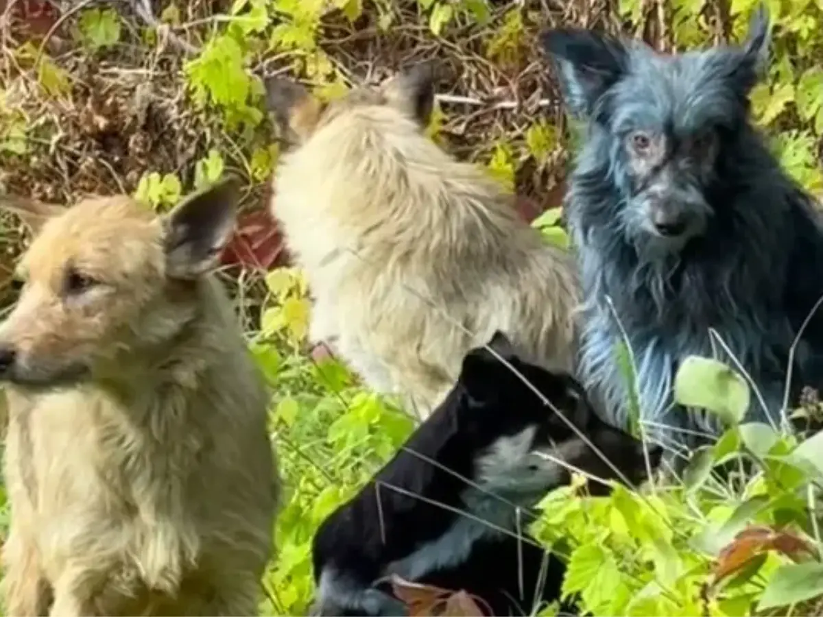 Remember the blue dogs of Chernobyl? They were apparently rolling in POOP