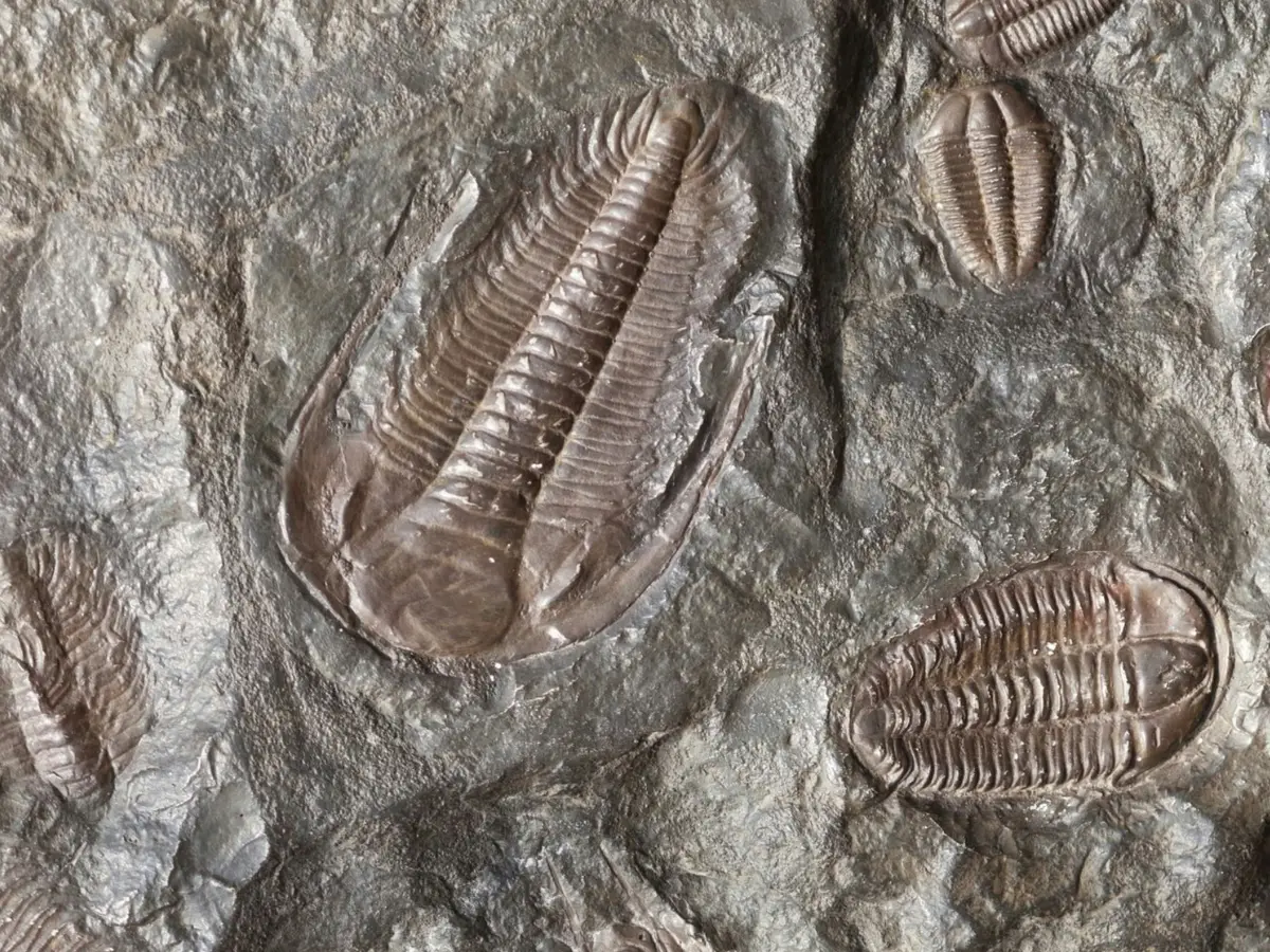 520-million-year-old discovery in China leaves scientists stunned - Miniature brain and nerves 520-million-year-old discovery in China leaves scientists stunned - Miniature brain and nerves