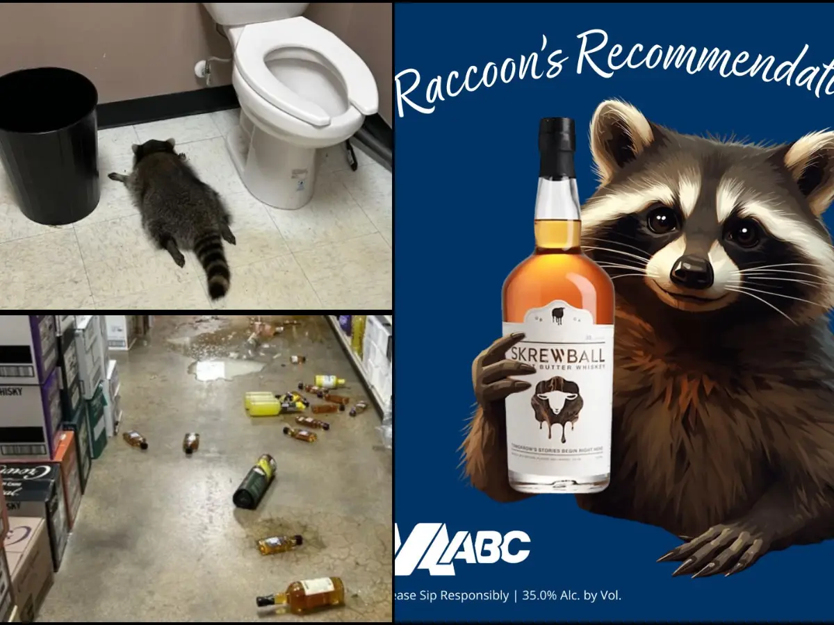'Trashed' raccoon found boozed out shoots to fame, inspiring cocktails, T-shirts and SNL 'Trashed' raccoon found boozed out shoots to fame, inspiring cocktails, T-shirts and SNL