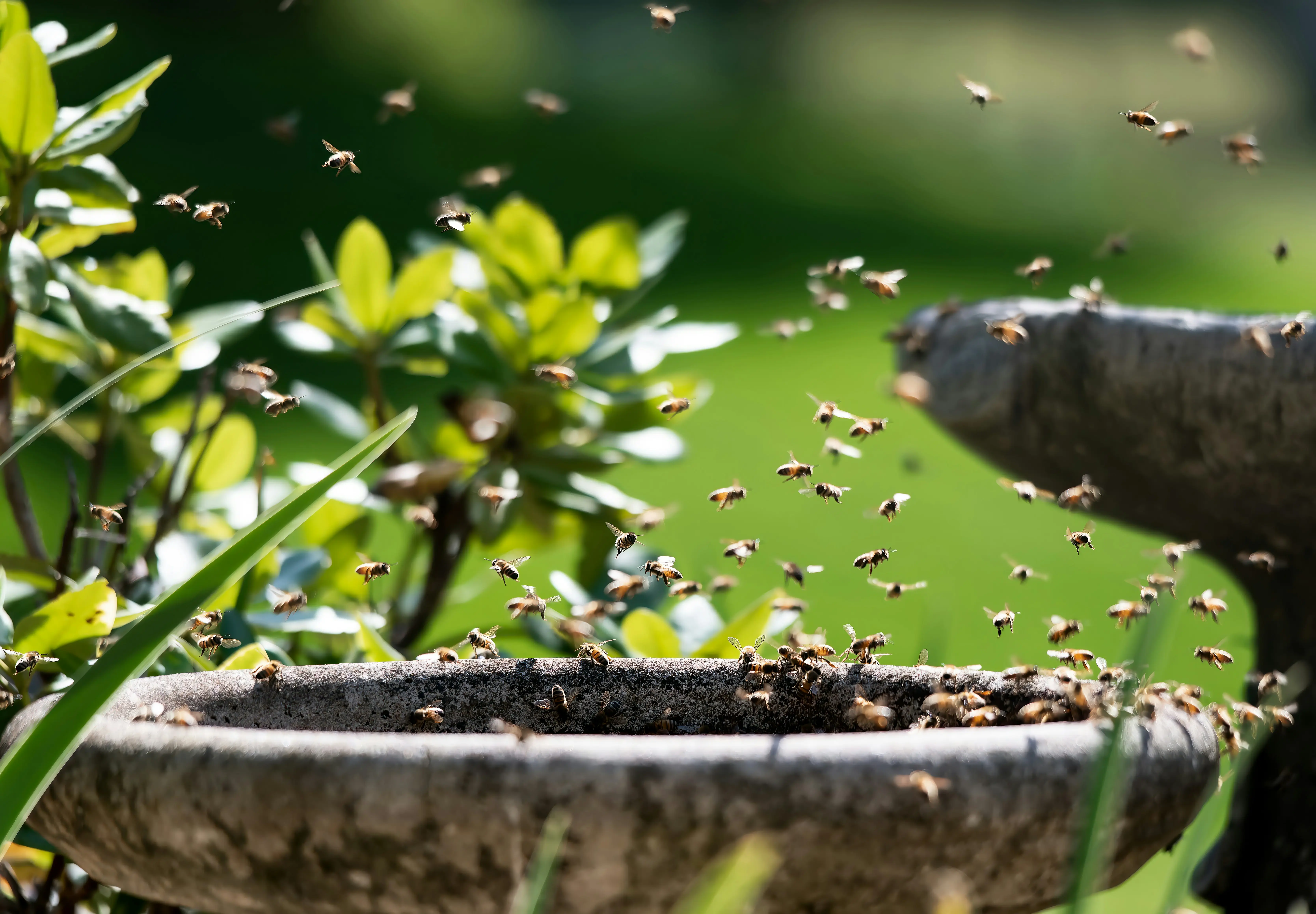 'Swarm of bees will arise...'