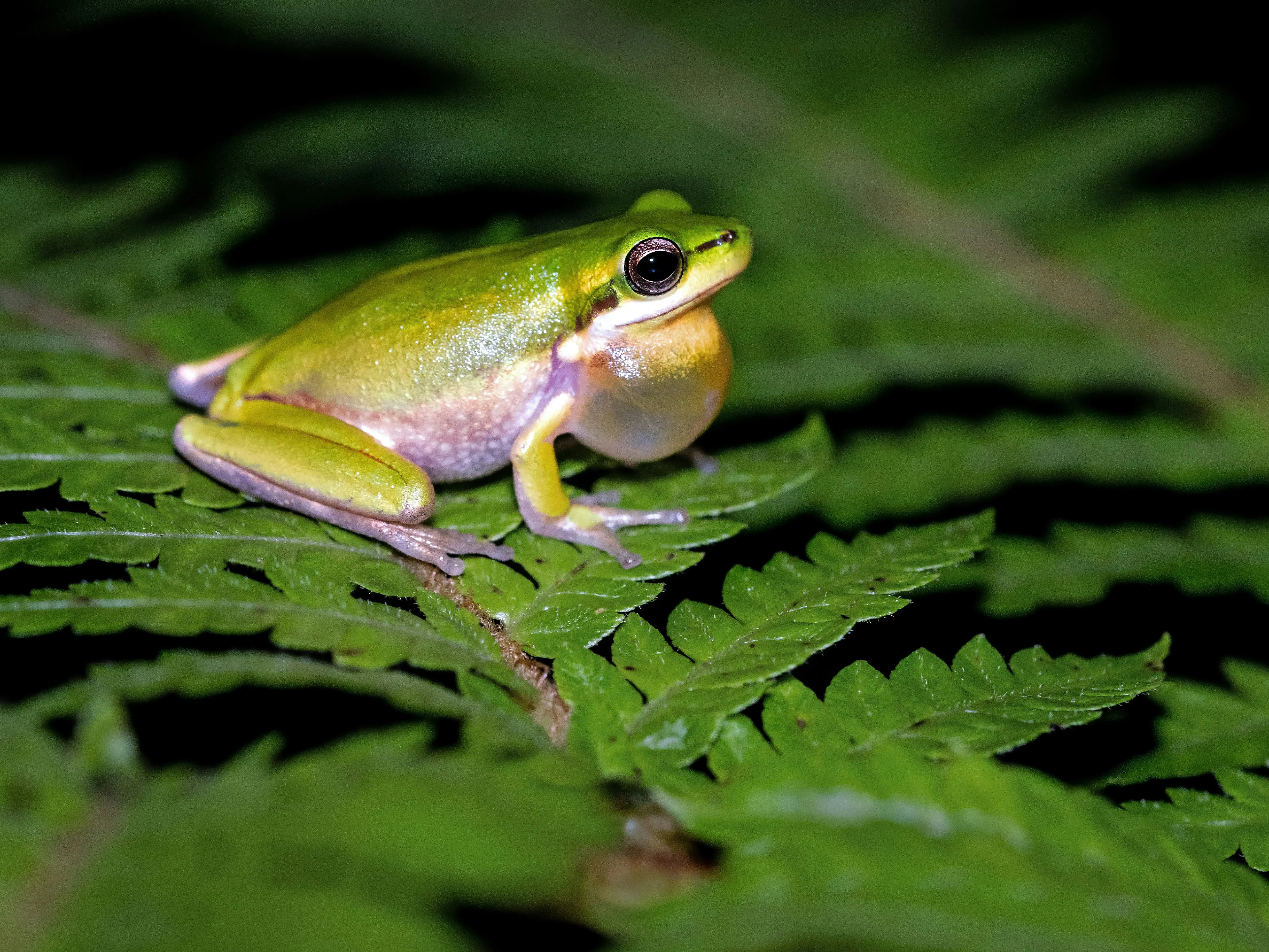 THESE 3 newly found Tanzanian toads break nature’s rules: Know what it is THESE 3 newly found Tanzanian toads break nature’s rules: Know what it is