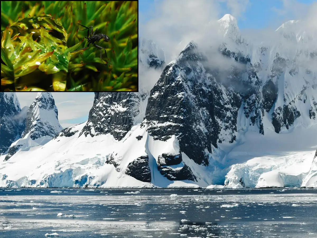 Scientists alarmed at noticing a scary feeding trait in the only Antarctic bug